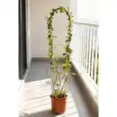 Bild 1 von Powertec Garden Bambusrankbogen