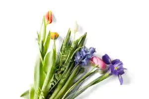 Schnittblumen*
