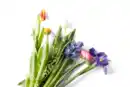 Bild 1 von Schnittblumen*