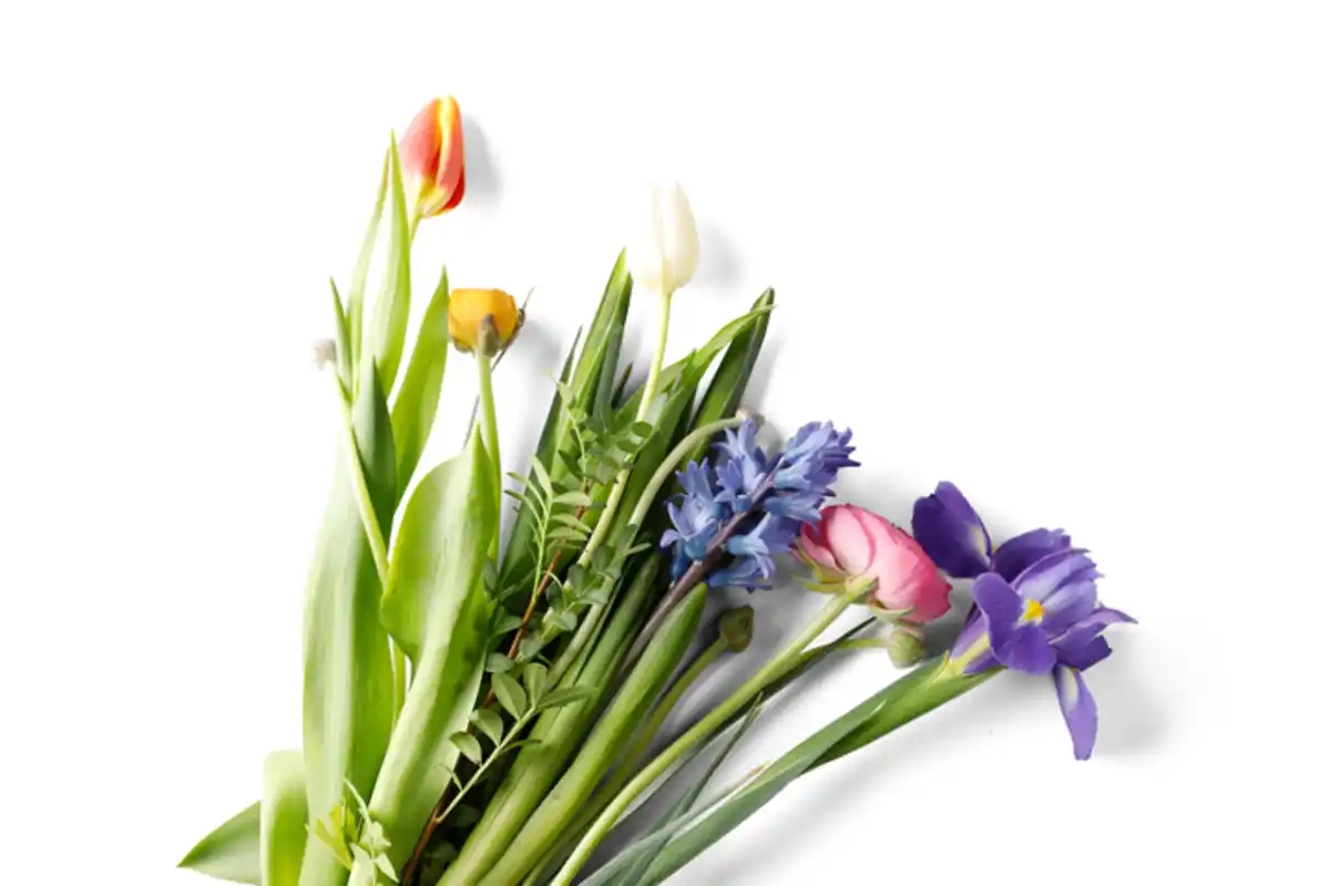 Bild 1 von Schnittblumen*