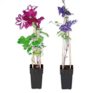 Finest Garden Blühende Clematis XL "Waldrebe"