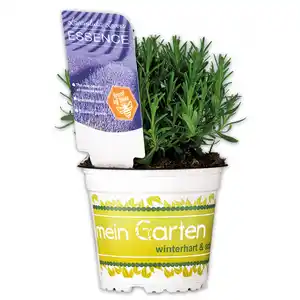 Garten Lavendel "Lavandula"