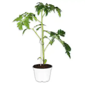 Tomaten Besonderheit "Crazy Tomatos" / Riesengemüse "Giant Veggies"