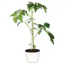 Bild 1 von Tomaten Besonderheit "Crazy Tomatos" / Riesengemüse "Giant Veggies"