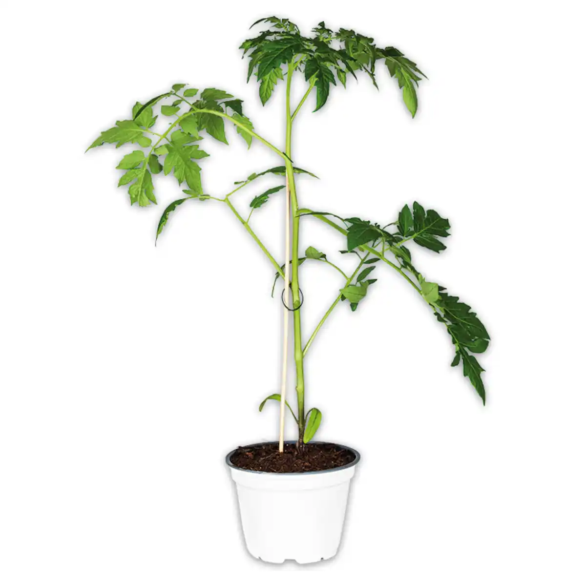 Bild 1 von Tomaten Besonderheit "Crazy Tomatos" / Riesengemüse "Giant Veggies"