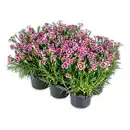 Bild 1 von Finest Garden Dianthus "Pink Kisses"