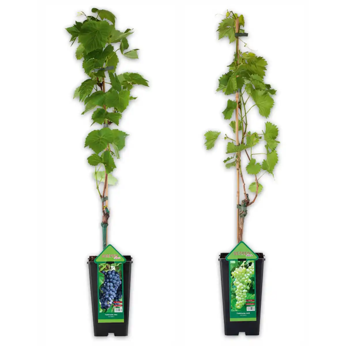 Bild 1 von Veredelte kernarme Vitis Vinifera Tafeltrauben