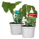 Bild 1 von Gurkenpflanze Vielfalt Mix / Hot Peppers "Chill out"