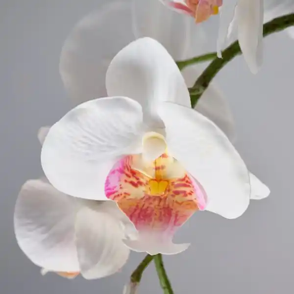 Bild 3 von FEJKA Topfpflanze, künstlich, Orchidee weiß, 9 cm