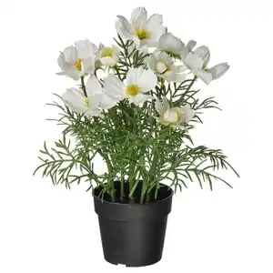 FEJKA Topfpflanze, künstlich, drinnen/draußen/Kosmea weiß, 9 cm
