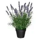 Bild 1 von FEJKA Topfpflanze, künstlich, drinnen/draußen/Lavendel lila, 12 cm