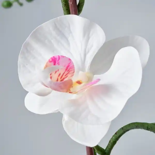 Bild 3 von FEJKA Topfpflanze, künstlich, Orchidee weiß, 12 cm