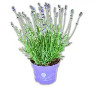 Lavendel*