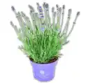 Bild 1 von Lavendel*