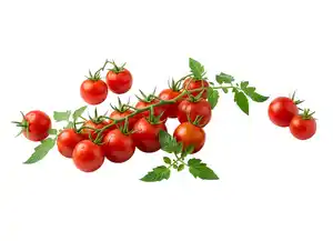 Cocktailtomatenpflanzen 13 cm Topf