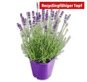 Lavendel*
