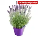 Bild 1 von Lavendel*