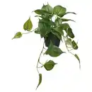 Bild 1 von FEJKA Topfpflanze, künstlich, drinnen/draußen Efeutute/hängend, 12 cm