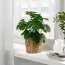 Bild 2 von FEJKA Topfpflanze, künstlich, drinnen/draußen Monstera, 12 cm