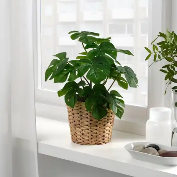 Bild 2 von FEJKA Topfpflanze, künstlich, drinnen/draußen Monstera, 12 cm