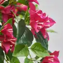 Bild 2 von FEJKA Topfpflanze, künstlich, drinnen/draußen/Bougainvillea rosa, 12 cm