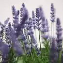 Bild 3 von FEJKA Topfpflanze, künstlich, drinnen/draußen/Lavendel lila, 12 cm