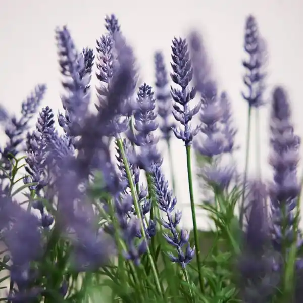 Bild 3 von FEJKA Topfpflanze, künstlich, drinnen/draußen/Lavendel lila, 12 cm