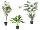 Bild 1 von LIVARNO® Kunstpflanze Olivenbaum / Strelitzie / Palme