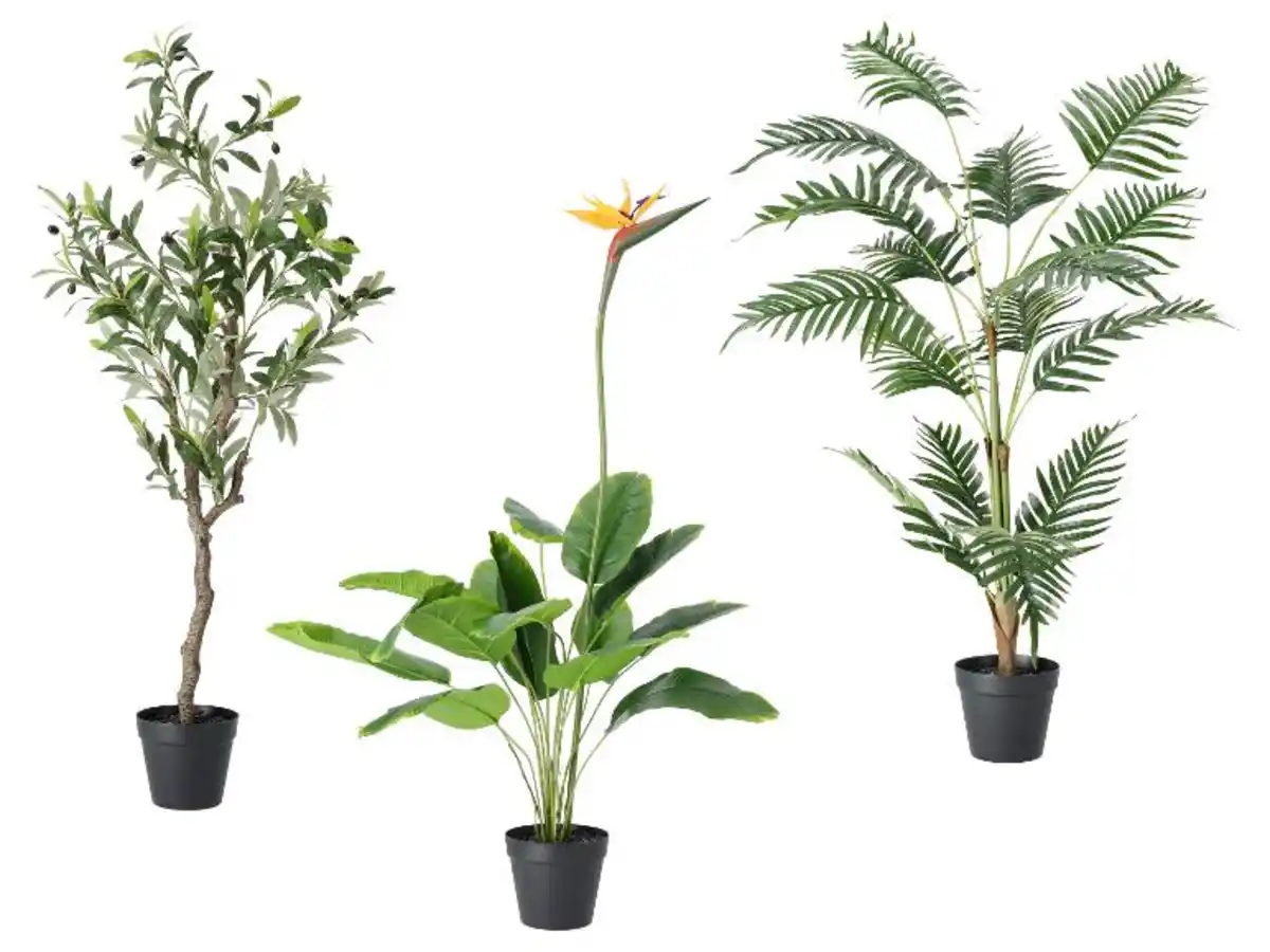 Bild 1 von LIVARNO® Kunstpflanze Olivenbaum / Strelitzie / Palme