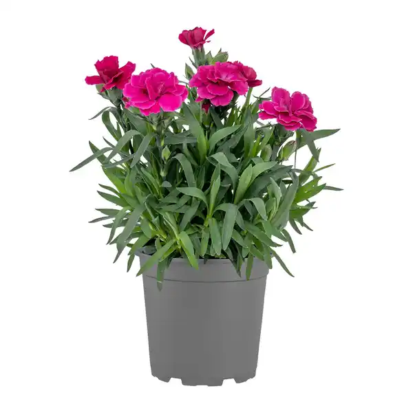 Bild 3 von GARDENLINE Nelken