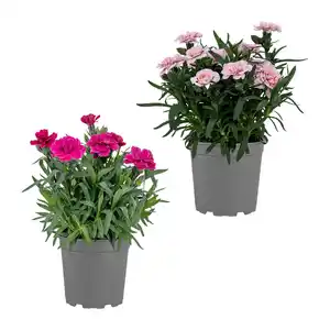 GARDENLINE Nelken