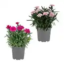 Bild 1 von GARDENLINE Nelken