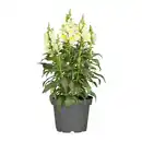 Bild 2 von GARDENLINE Stauden / Sommerblumen