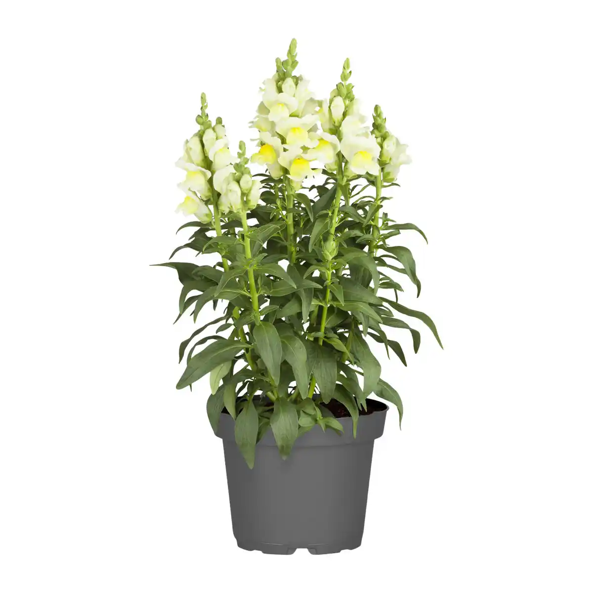 Bild 2 von GARDENLINE Stauden / Sommerblumen