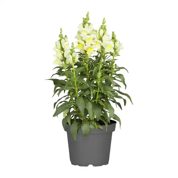 Bild 2 von GARDENLINE Stauden / Sommerblumen