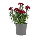 Bild 2 von GARDENLINE Nelken