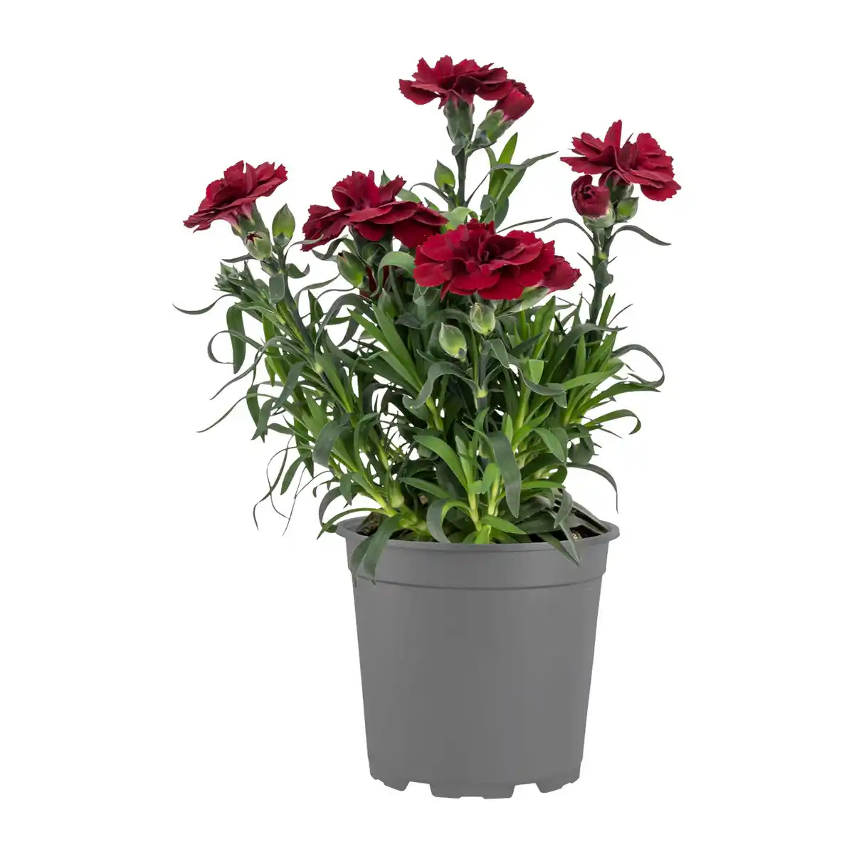 Bild 2 von GARDENLINE Nelken