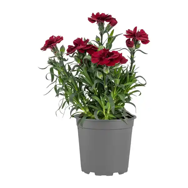 Bild 2 von GARDENLINE Nelken