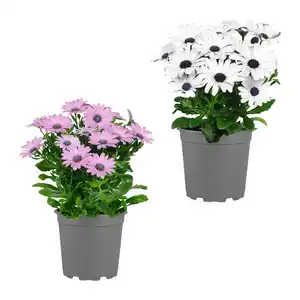 GARDENLINE Kapmargerite