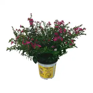 GARDENLINE Cuphea hyssopifolia „Flory Glory“