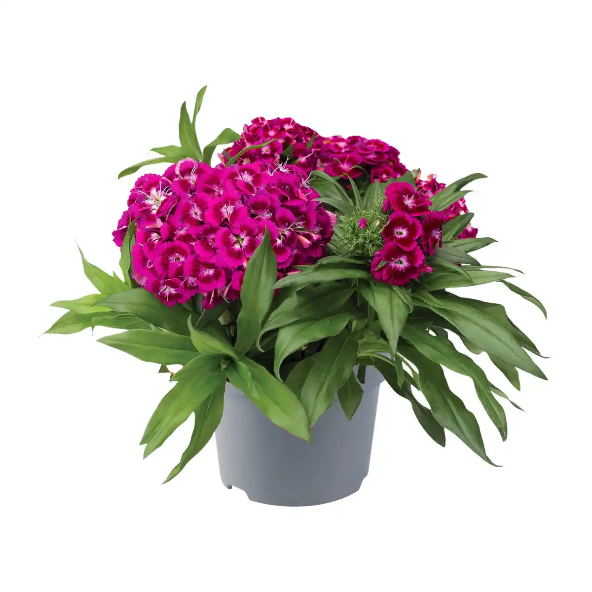 Bild 3 von GARDENLINE Stauden / Sommerblumen