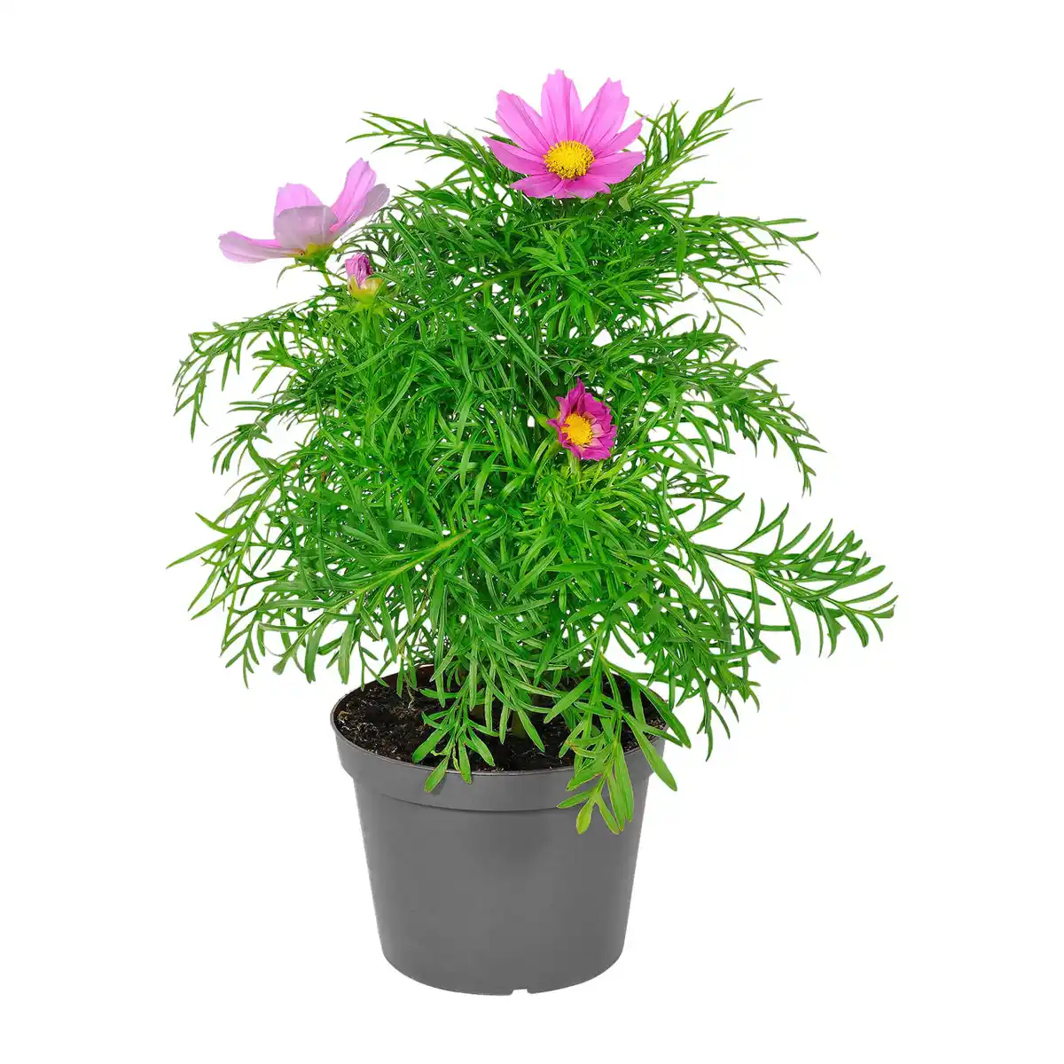Bild 4 von GARDENLINE Stauden / Sommerblumen