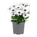 Bild 3 von GARDENLINE Kapmargerite