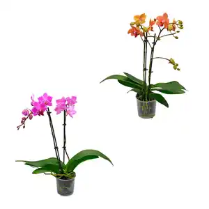 GARDENLINE Phalaenopsis