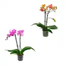 Bild 1 von GARDENLINE Phalaenopsis