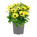 Bild 2 von GARDENLINE Kapmargerite
