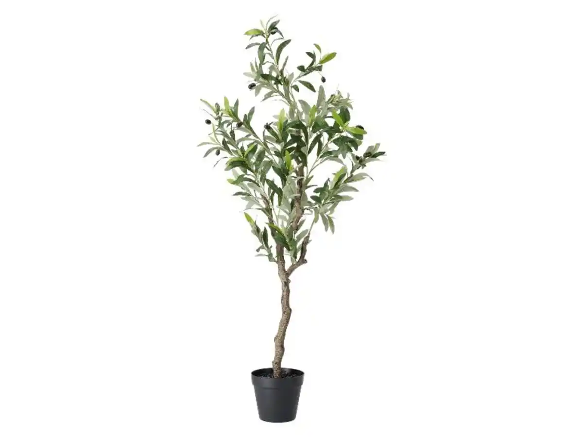 Bild 2 von LIVARNO® Kunstpflanze Olivenbaum / Strelitzie / Palme