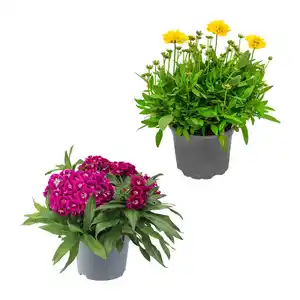 GARDENLINE Stauden / Sommerblumen