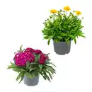 Bild 1 von GARDENLINE Stauden / Sommerblumen