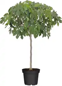 Ficus Carica Feigenbaum 180-200 cm hoch im 35 Liter Container